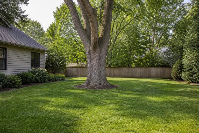 Branch Removal